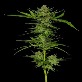 Slightly Stoopid Fruits > Humboldt Seed Company